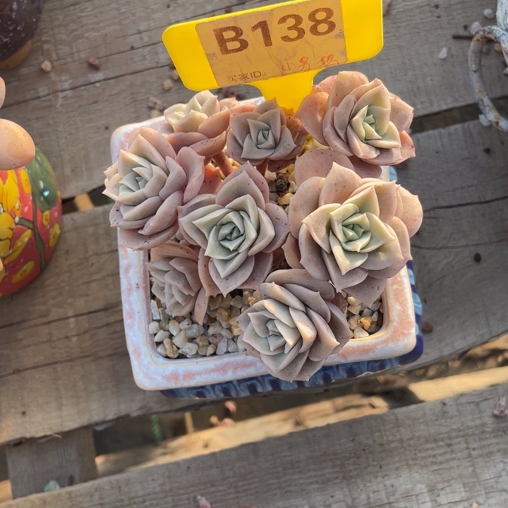 ?b138多肉植物啊啊啊