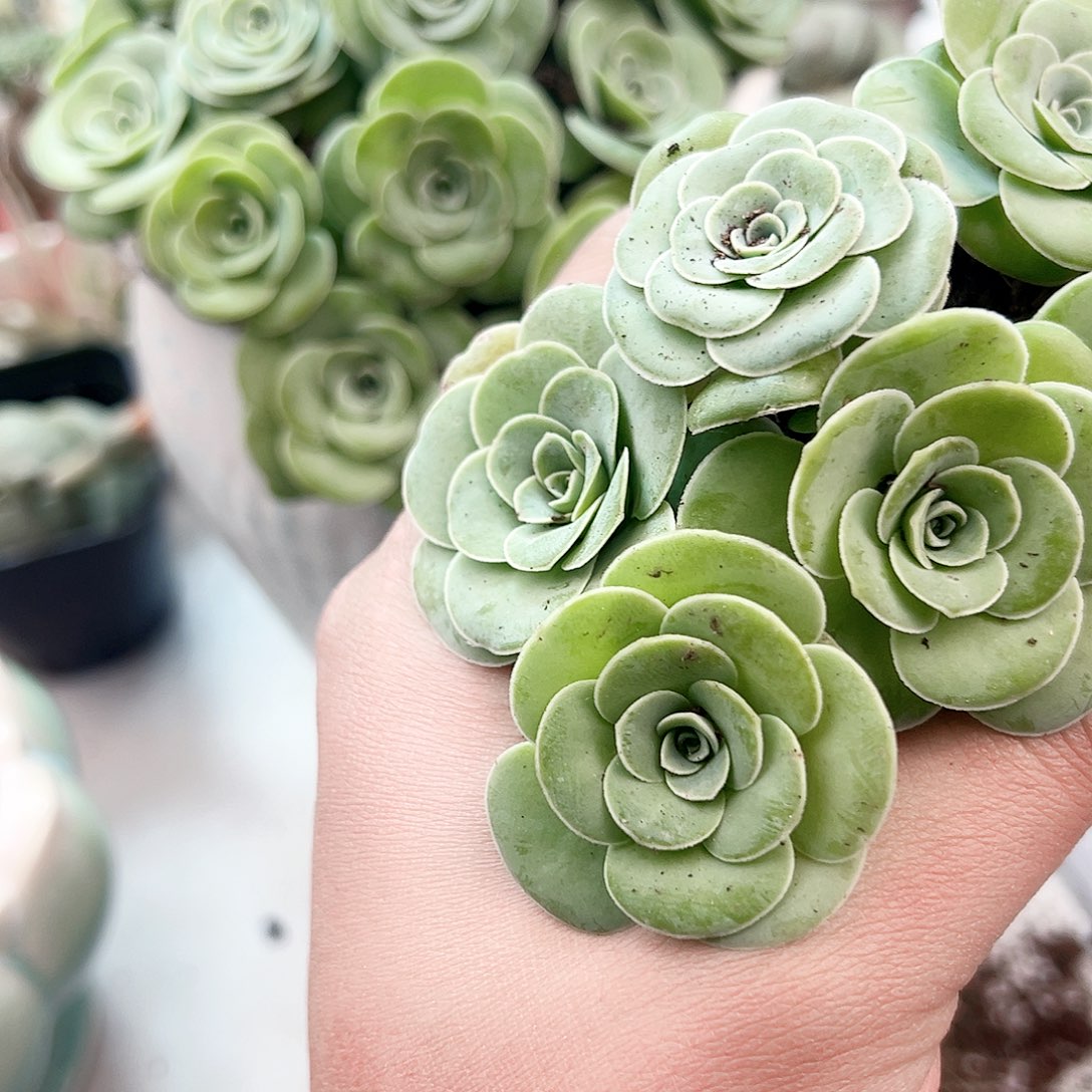 8克山地玫瑰多肉植物