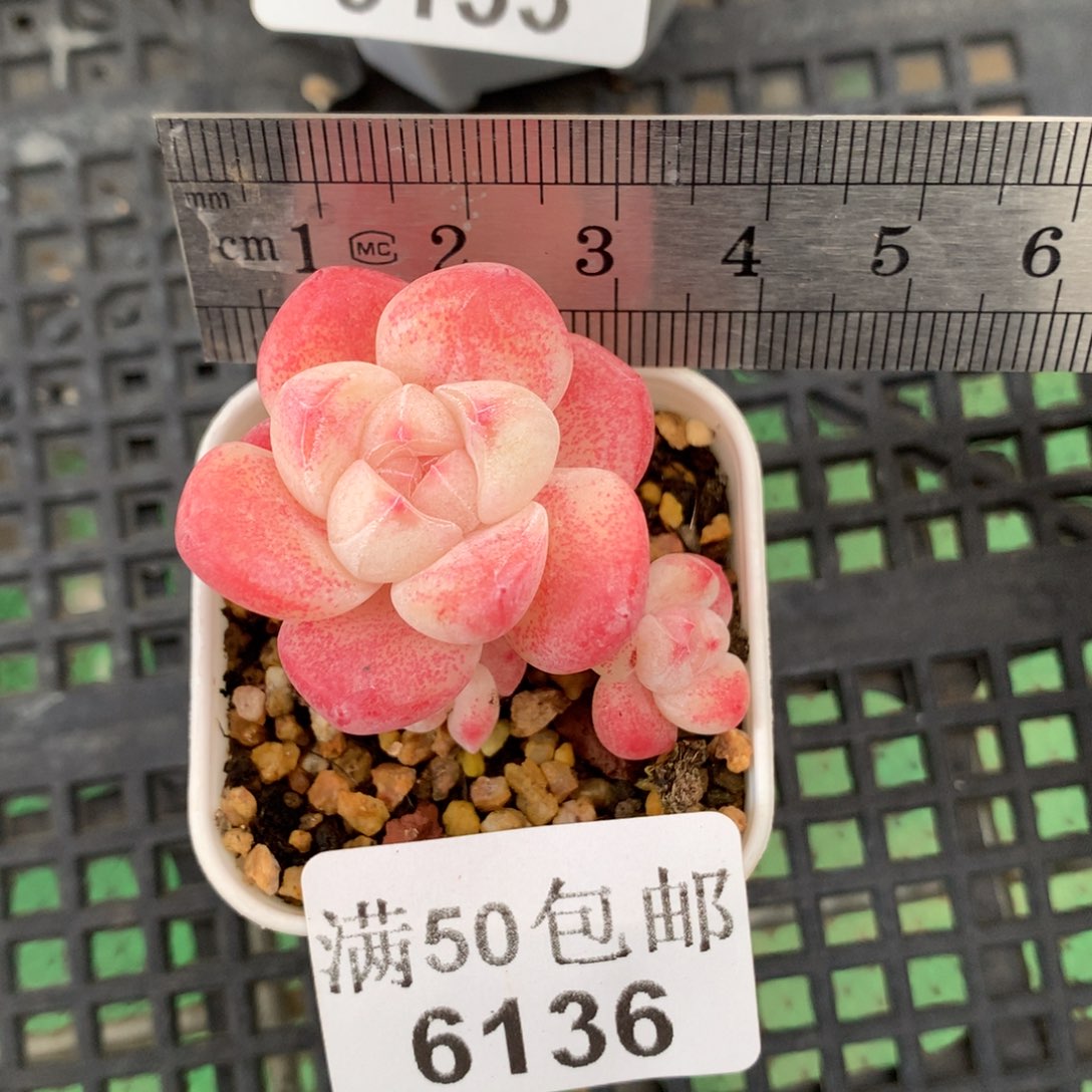 6136。小腿四头樱花冰玉。