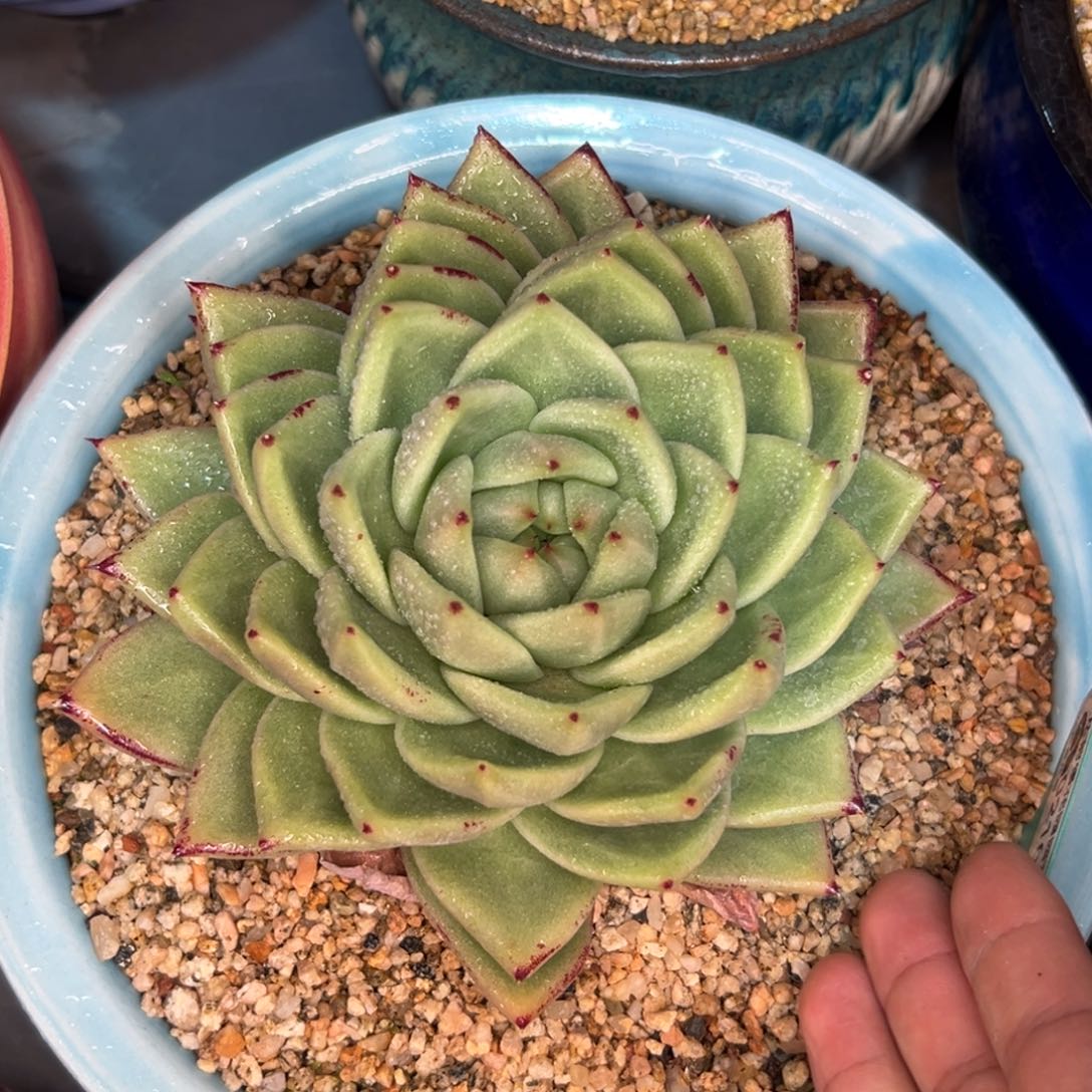 多肉一物一拍0210-257