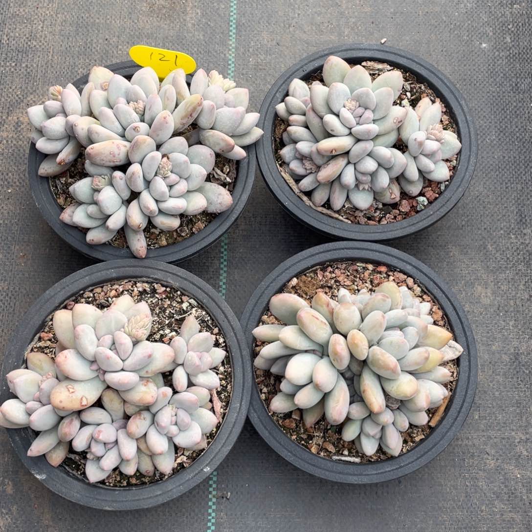 奶酪体香水四个一组121