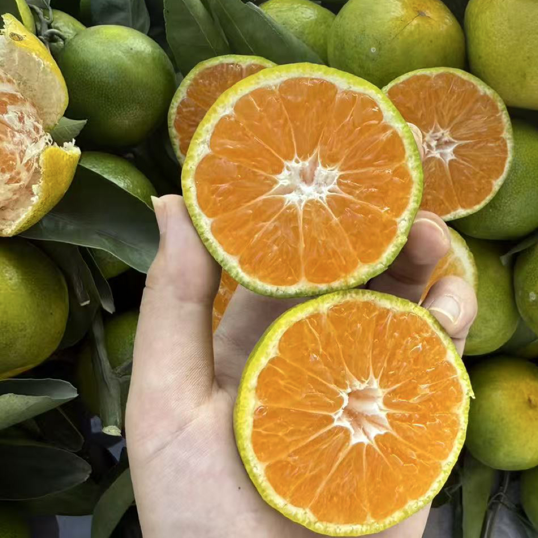 正宗菀坪桔子，现采现摘口感好（发顺丰）