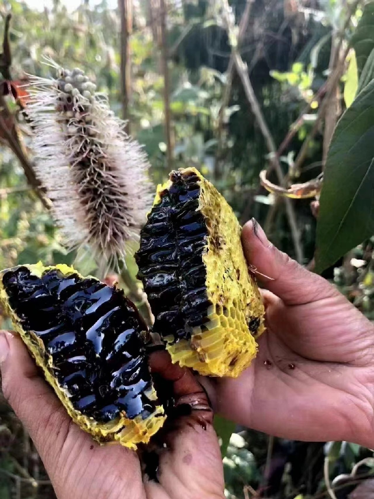 云南高山原生态黑蜂蜜
