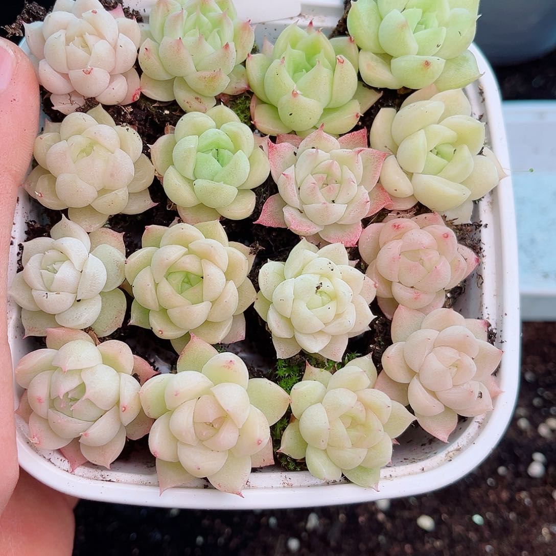 1-142 新疆西藏内蒙不发12.8包邮