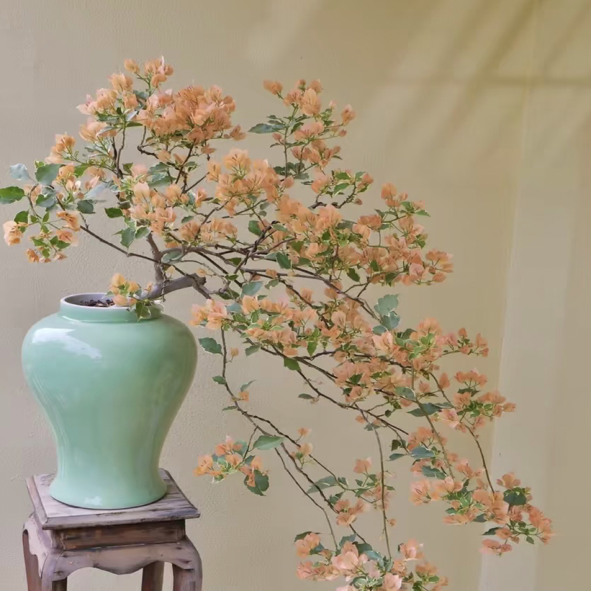 （马斯佩拉克）四季勤花品种爬藤庭院三角梅