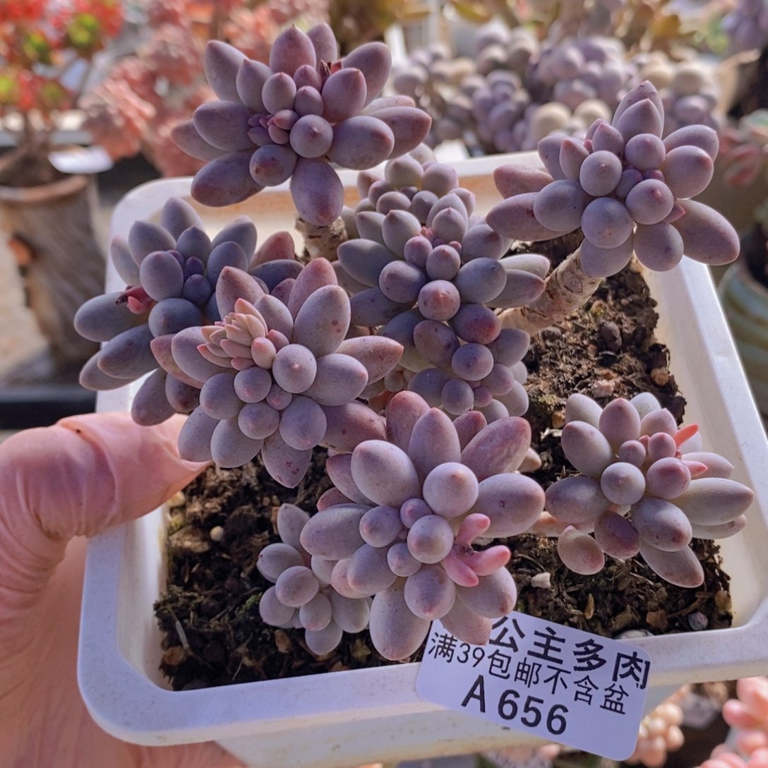 婴儿手指老桩11cm656多肉植物