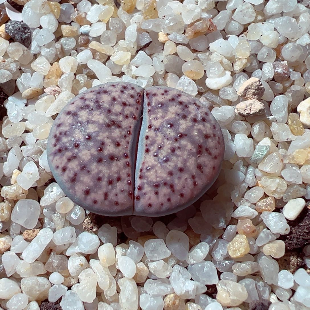 1111-315多肉多日血点