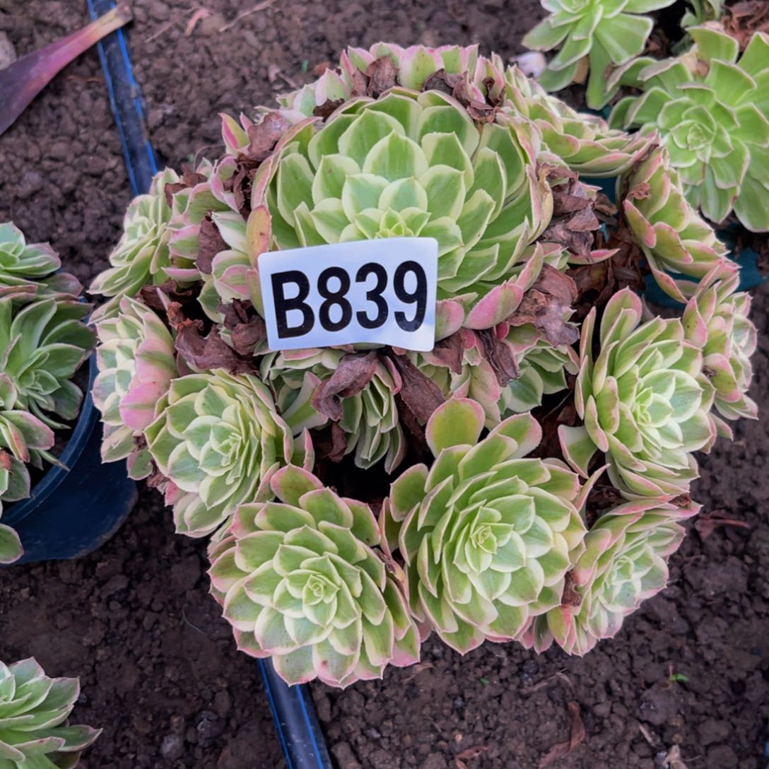 孔雀翎法师26///5包邮