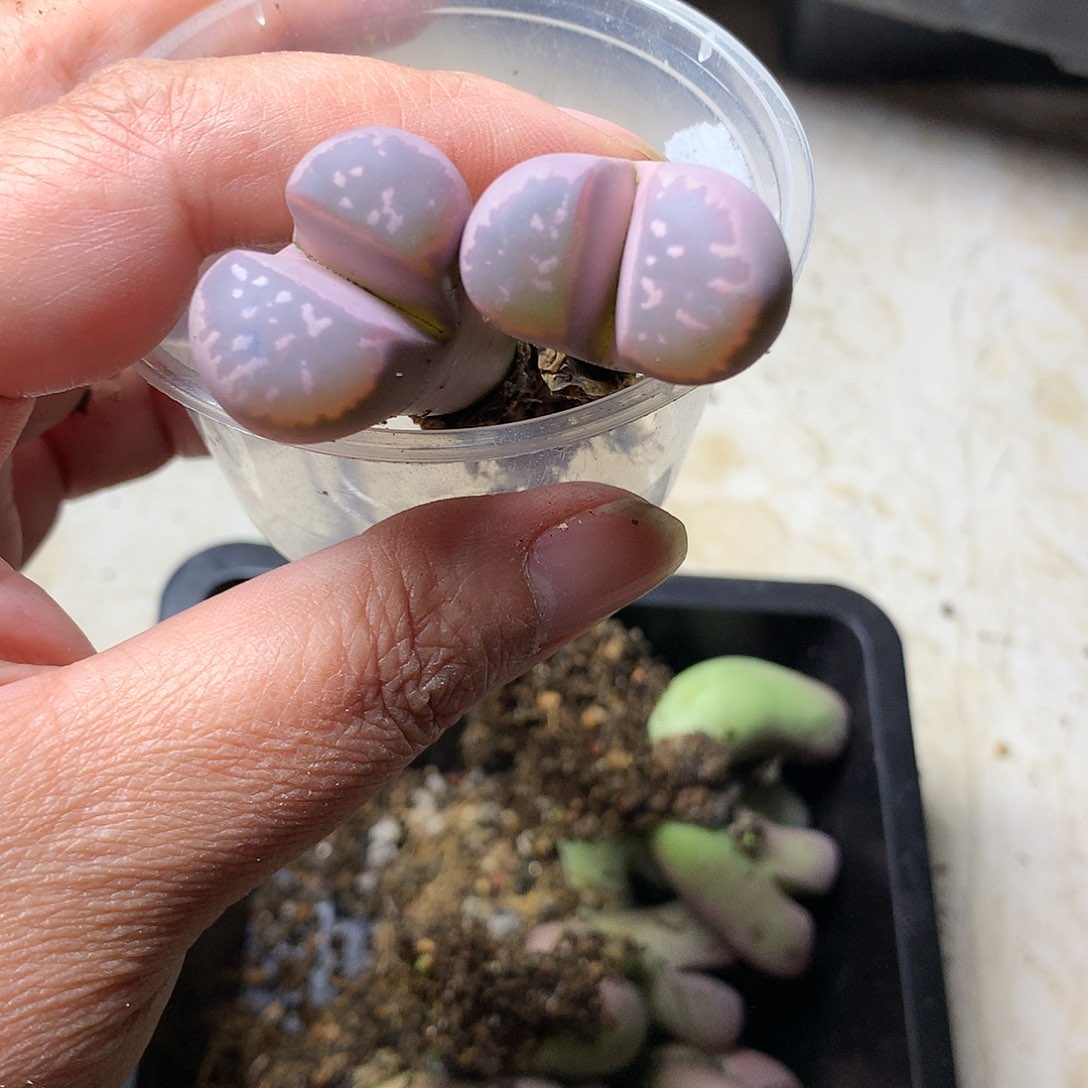 忘*E434多肉植物保护研究所