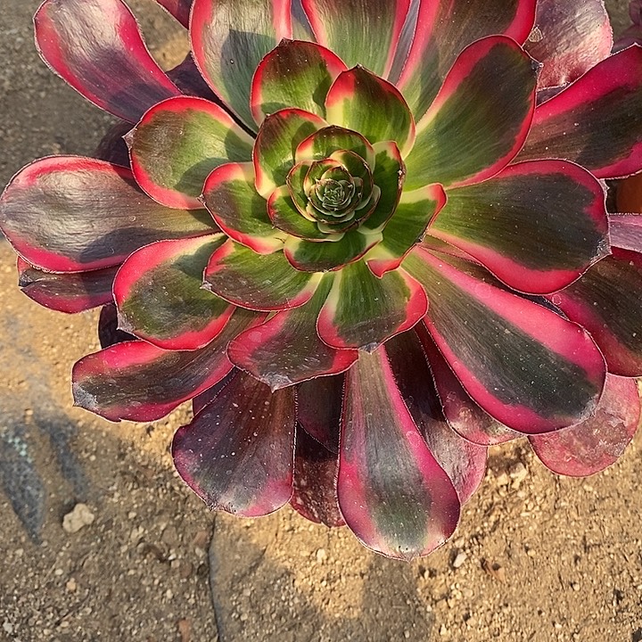 诗***方多肉植物巫毒351多肉