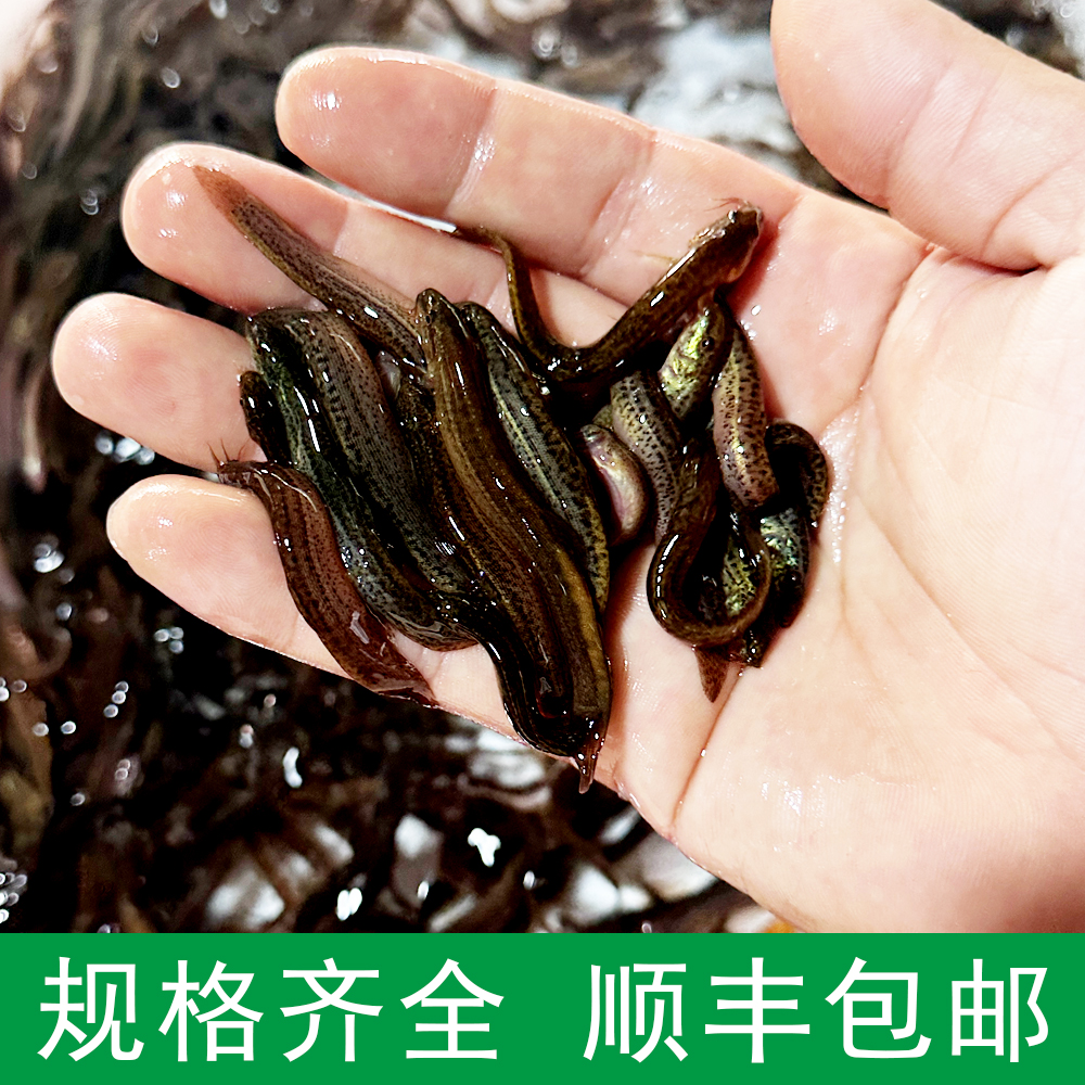 台湾泥鳅苗乌龟龙鱼宠物鱼高蛋白活体饲料路亚黑坑翘嘴活体饵料