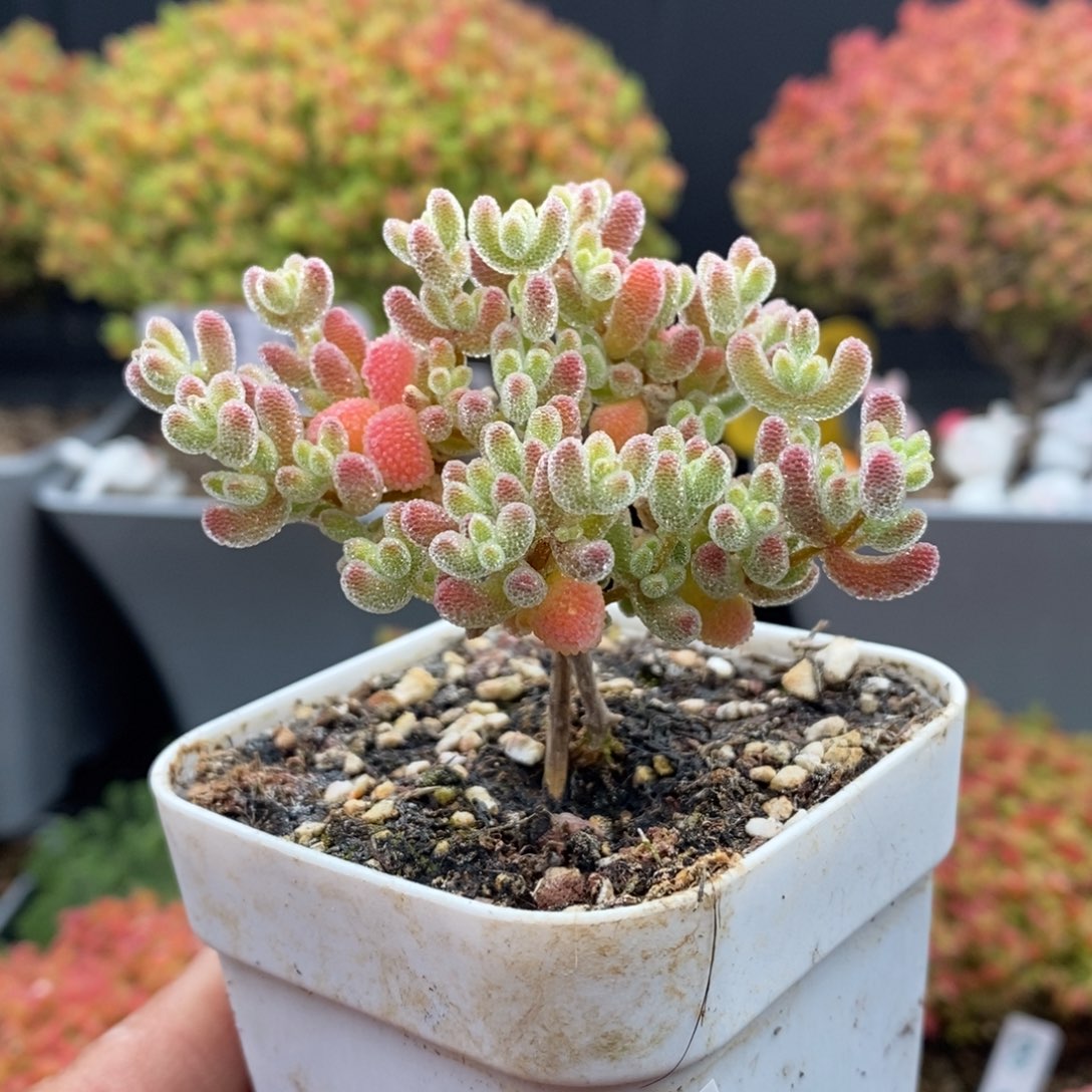 无花朵25号优选冰晶枝干