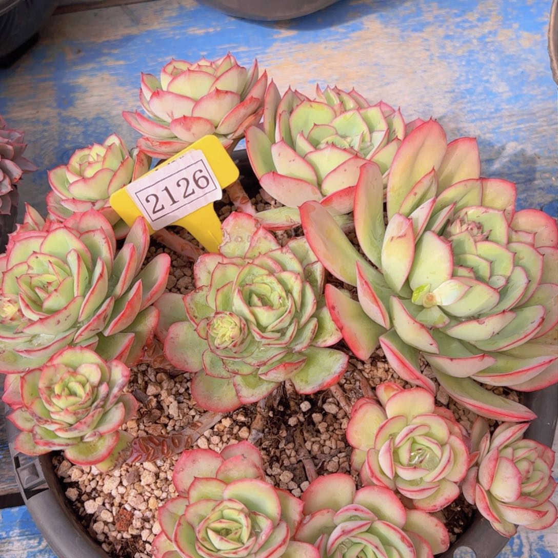 博**丁牡丹亭2126一物一拍