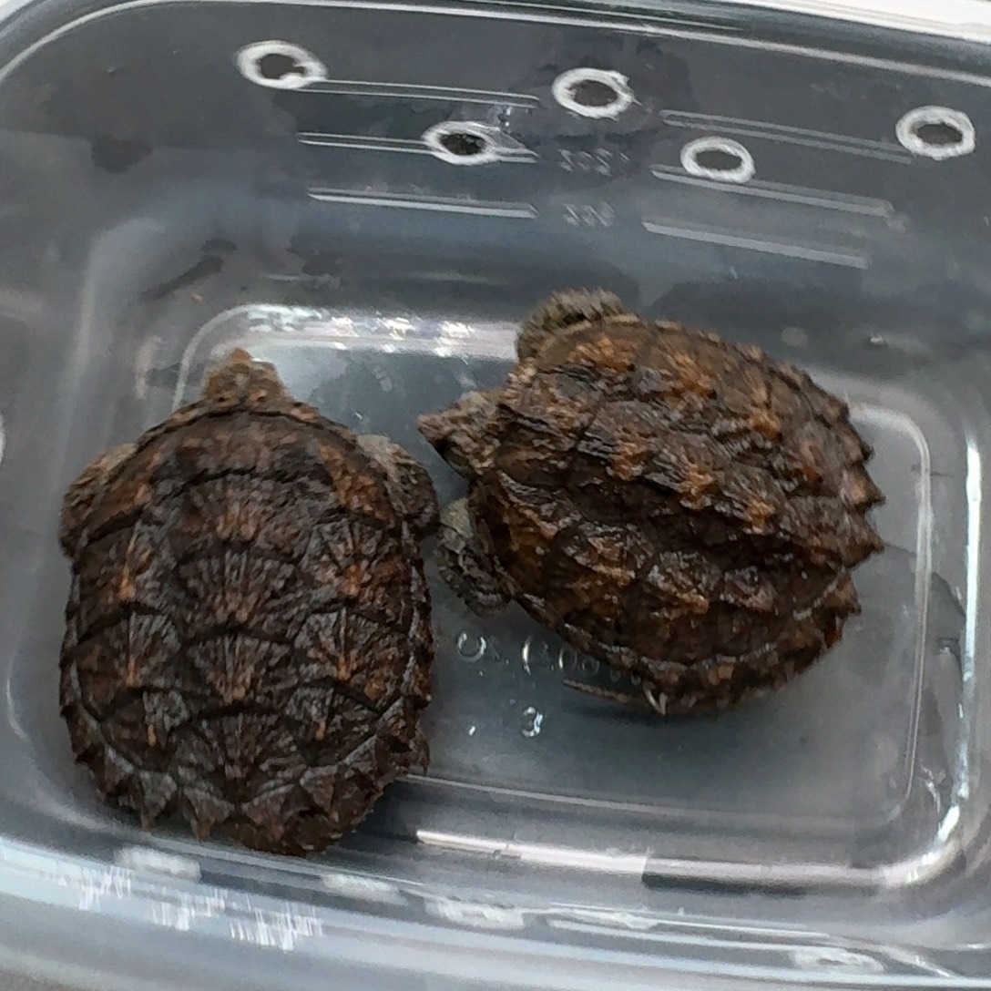 宠物龟不分公母111