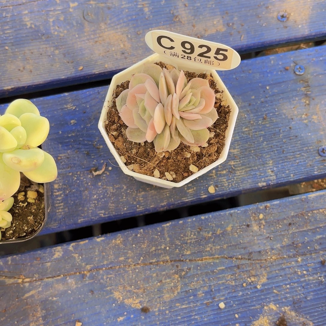 C925蓝色惊喜一物一拍