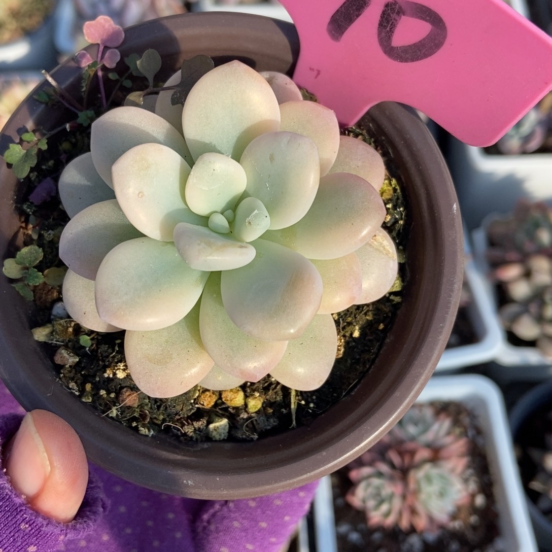  90洛神锦多肉植物