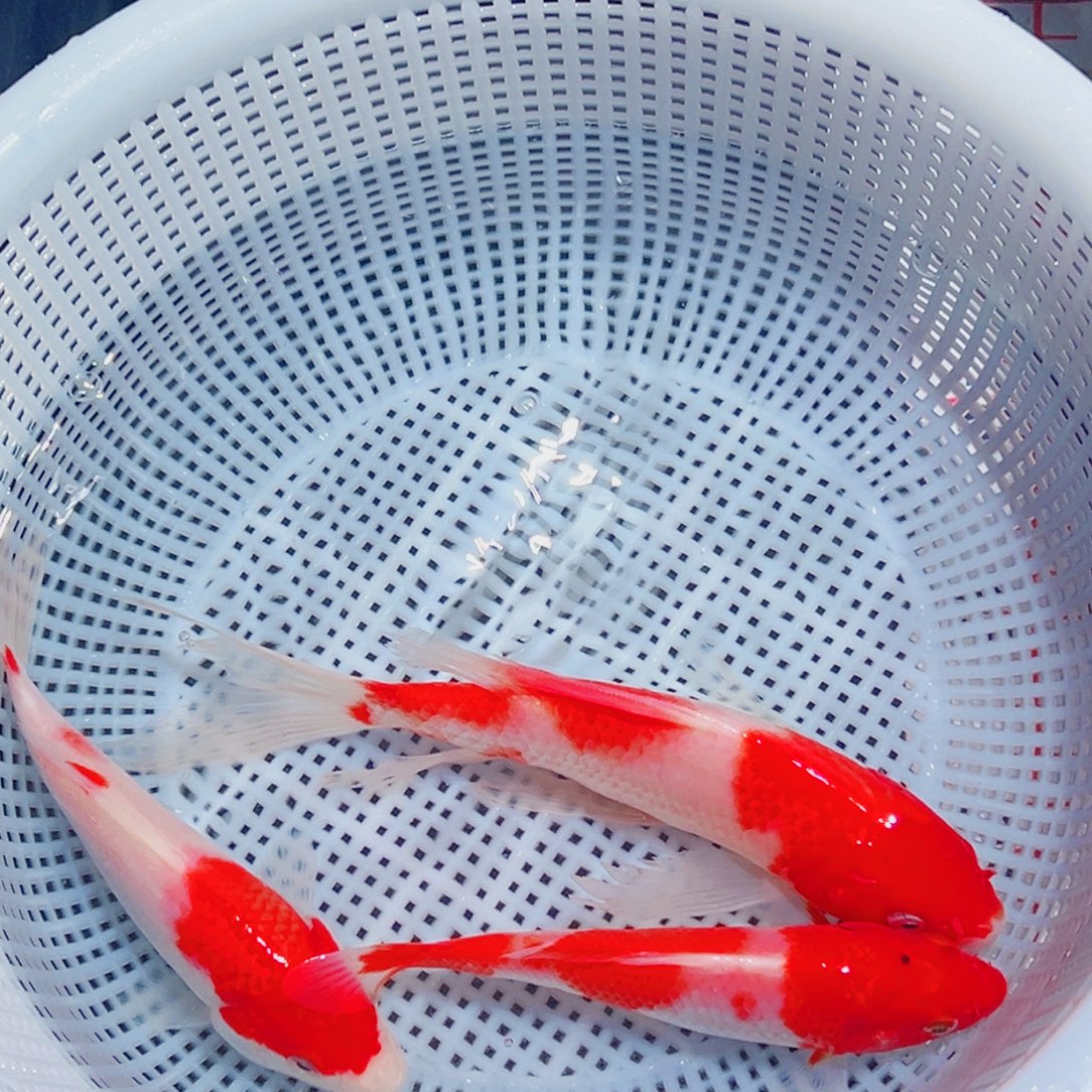 锦鲤锦鲤观赏鱼1111