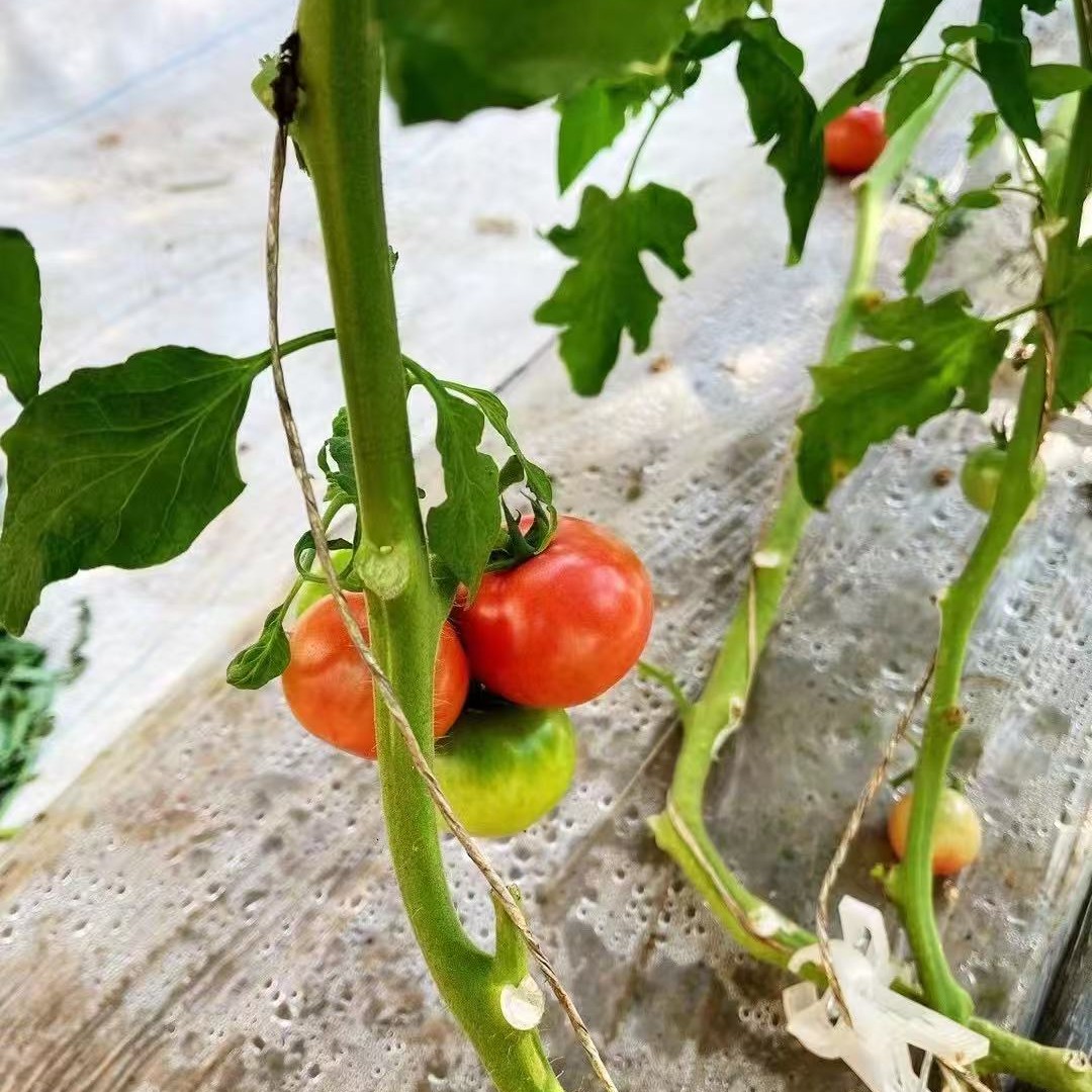北京密云本地原味一号小番茄，小时候味道，酸甜可口，酸度小北京市