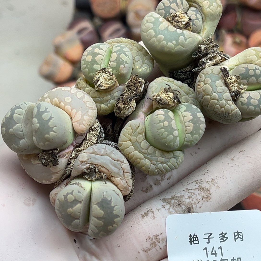 141号一首三颗母本大牙