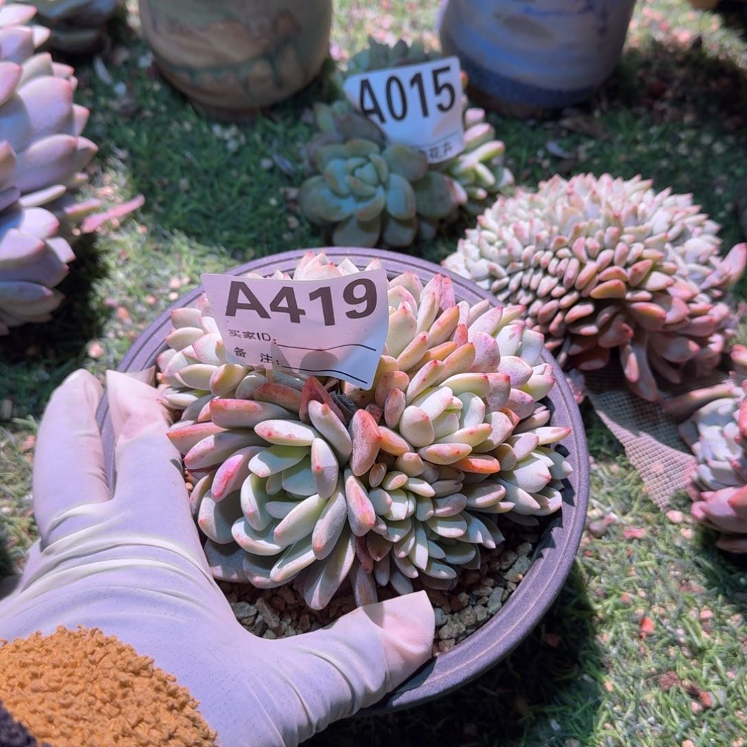 星影10朵带缀化呀呀呀呀