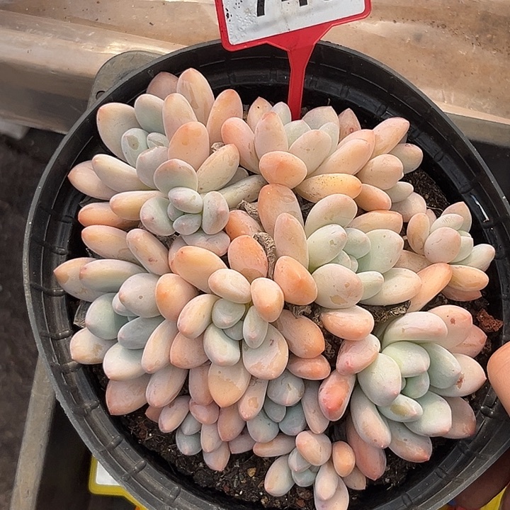 多肉植物韩版香水745