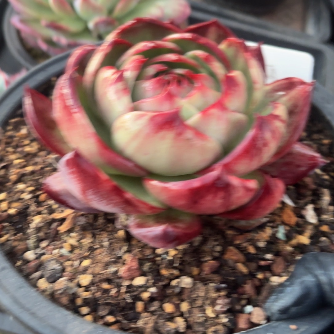 木***嘻哈哈哈哈哈哈好吧宝贝吧