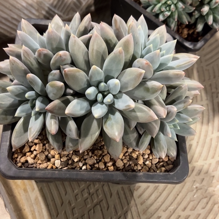 哥特萝莉叶插自然过心如止水