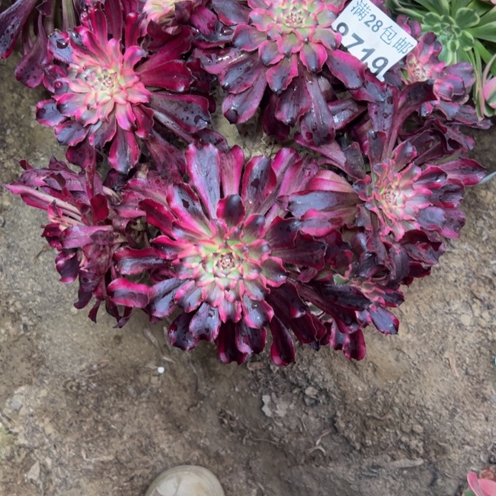 8719南雪姬多肉植物