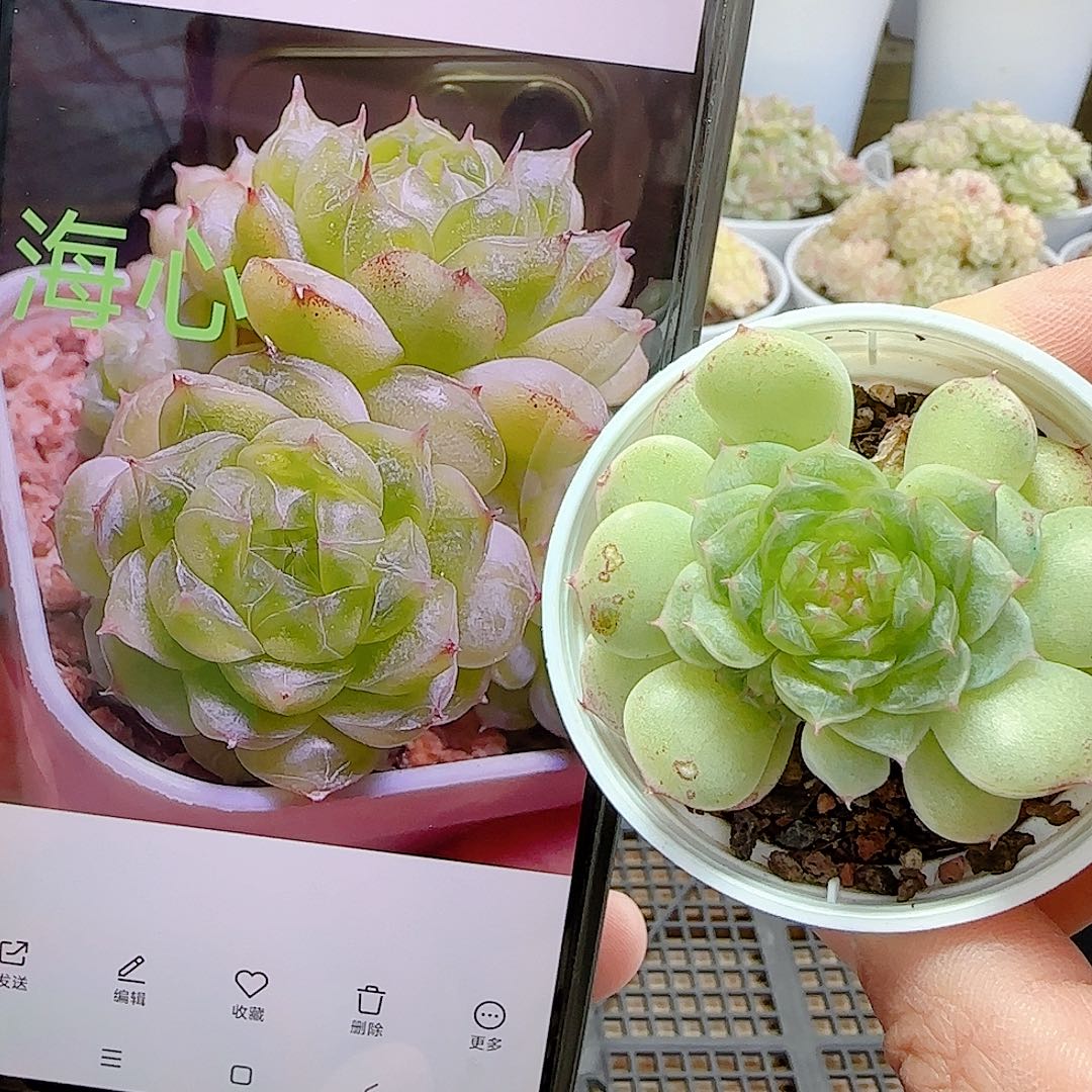 1127-2（海心））优选