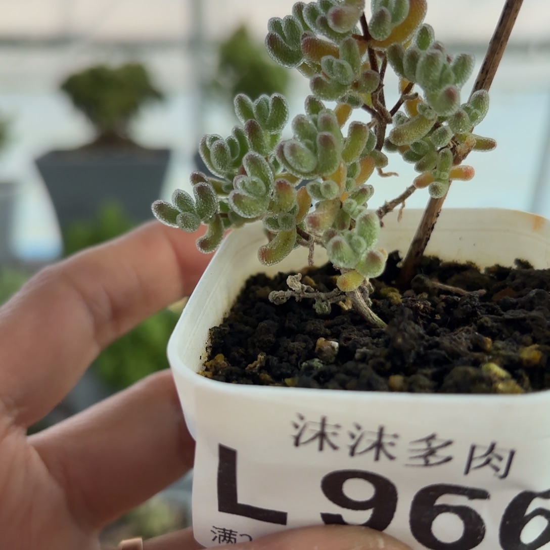966冰晶枝干福利哦