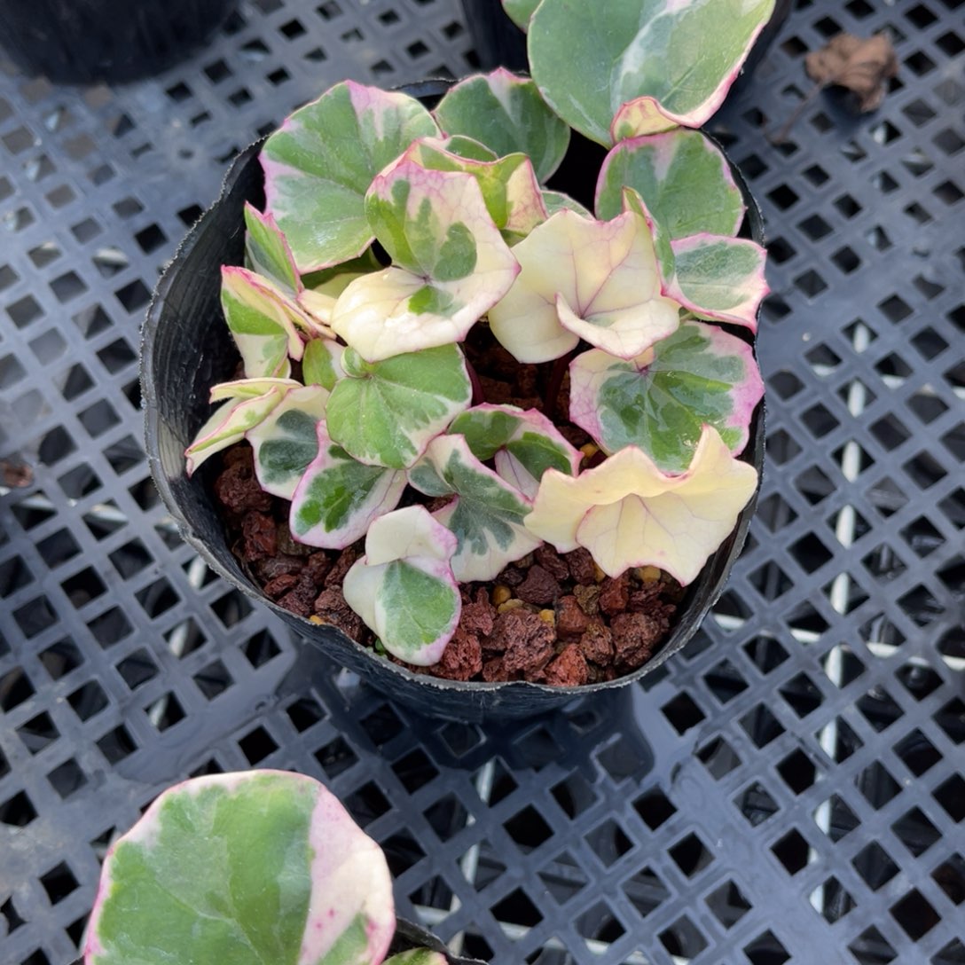 7****完全开放盆栽植物