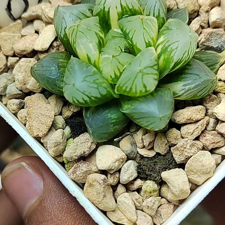 023号实生大窗 4.5厘米左右一物一拍带盆