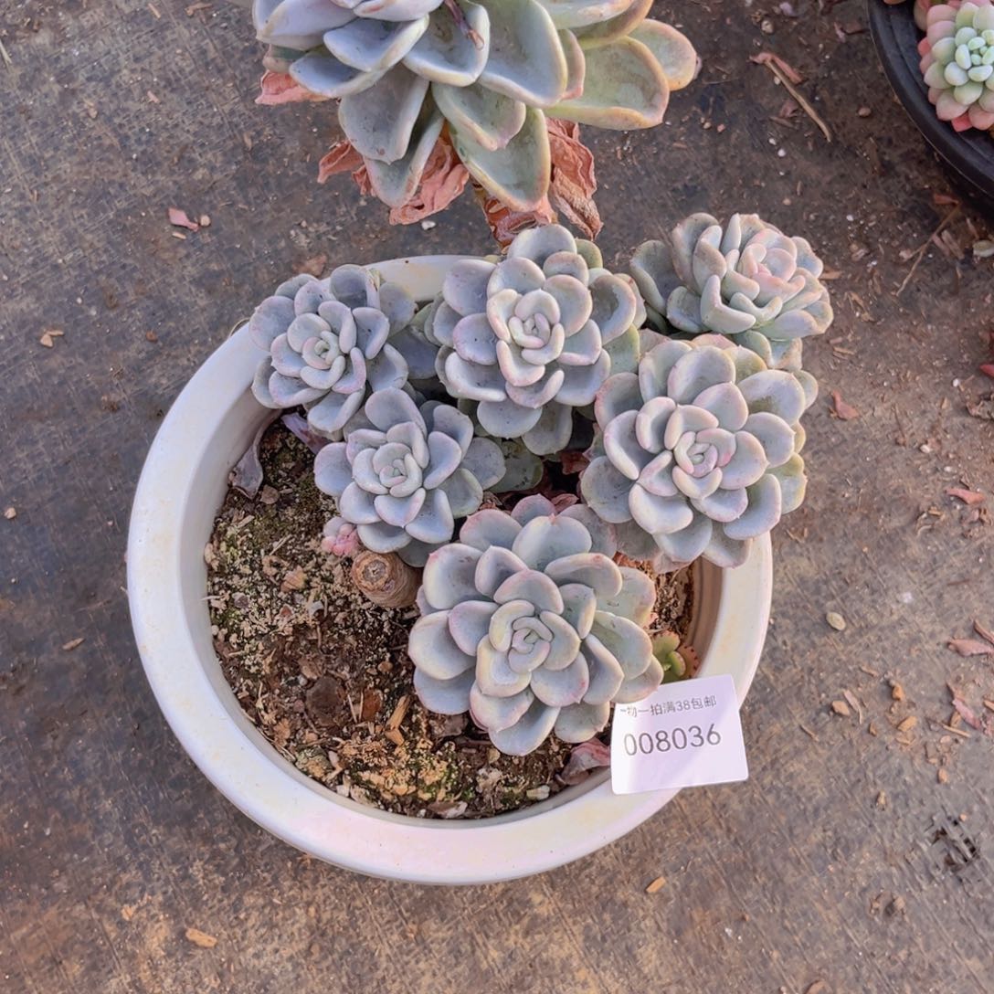 用***1多肉一物一拍8036