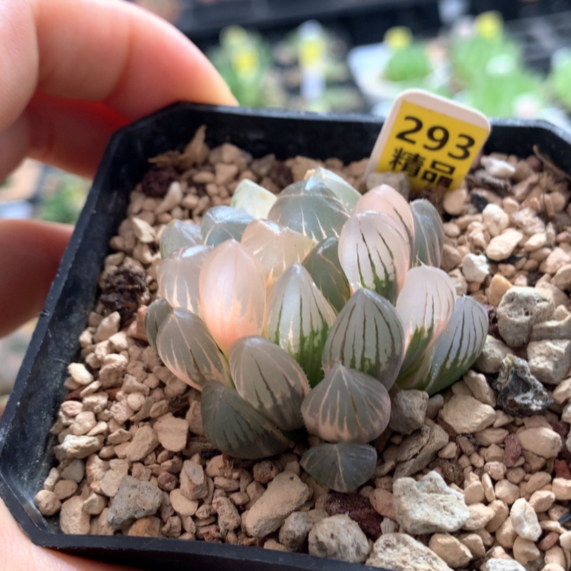 【闪购商品】293霓虹灯