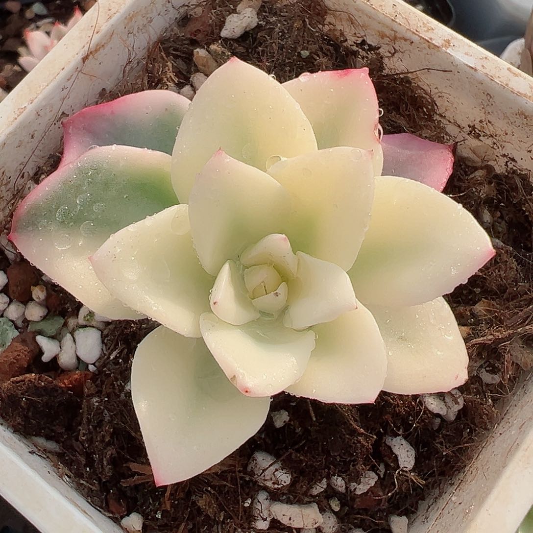 奶油黄桃锦，超宽一线天覆轮锦