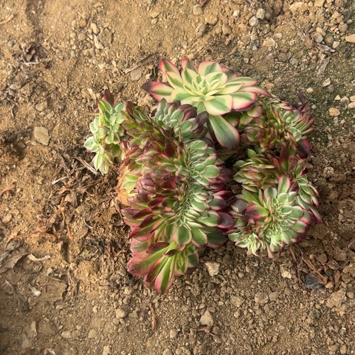 多肉植物青橙不售后2颗