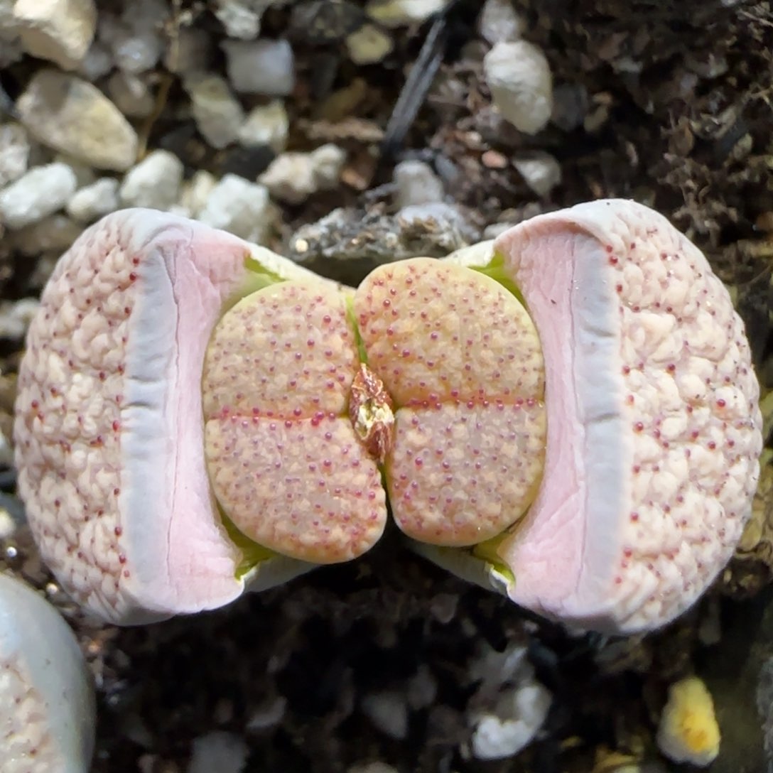 2.11。粉朝贡。5070