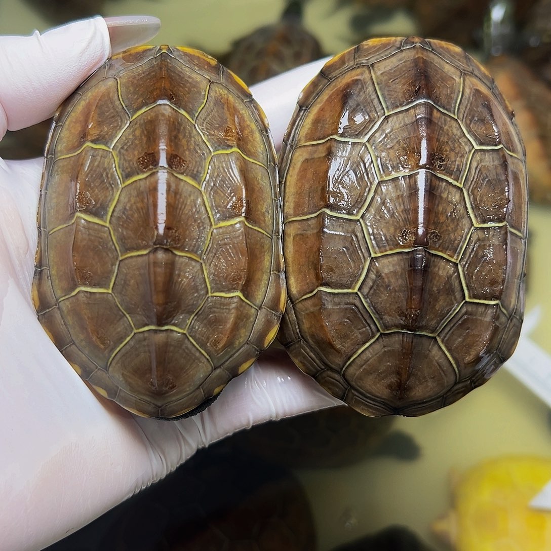中华草龟公母搭配公母一对