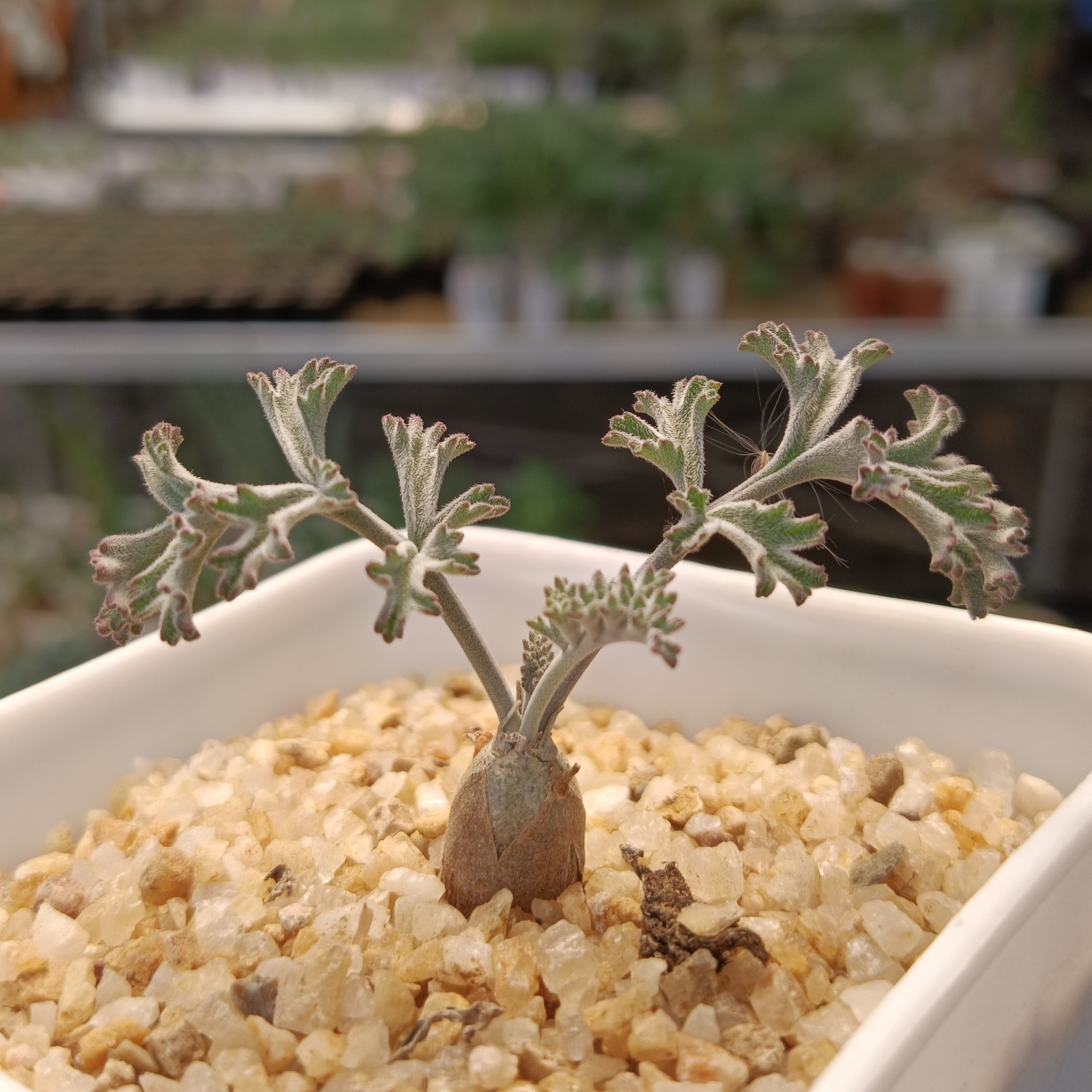 【1厘米规格】沉香鹿茸洋葵带盆包邮块根植物