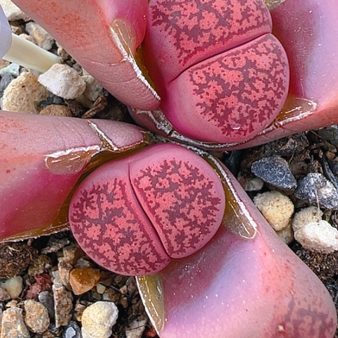 【闪购商品】20104