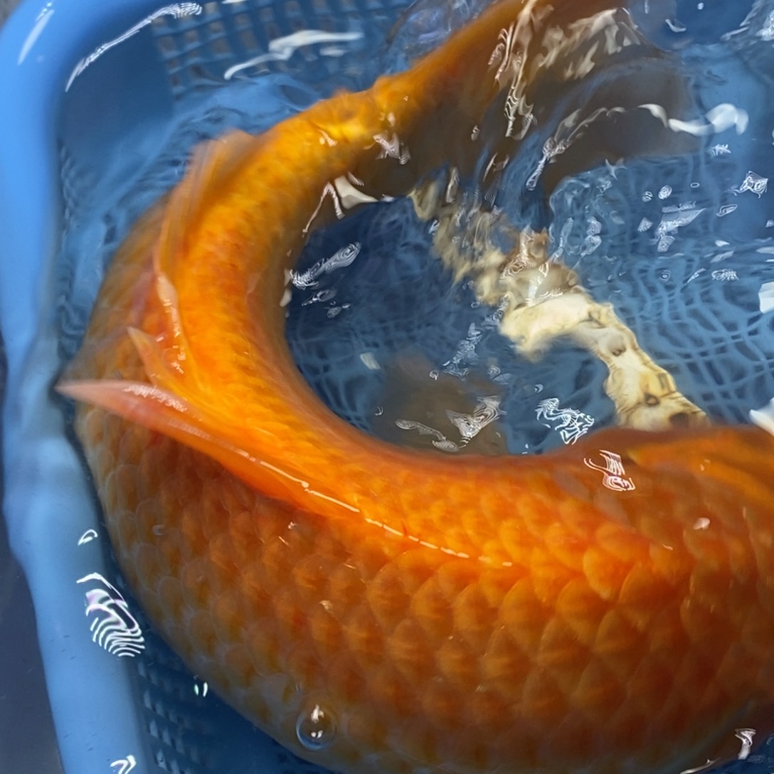 锦鲤冷水锦鲤包邮
