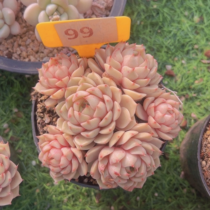 健健康康平平安安