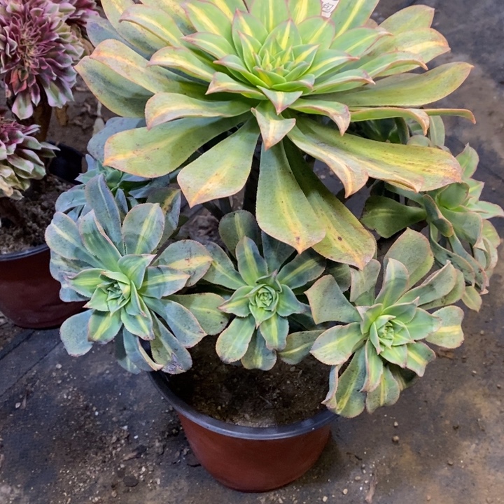 黄中斑多肉断头不包853