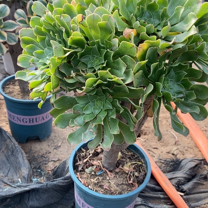 原始绿19多肉植物法师法师