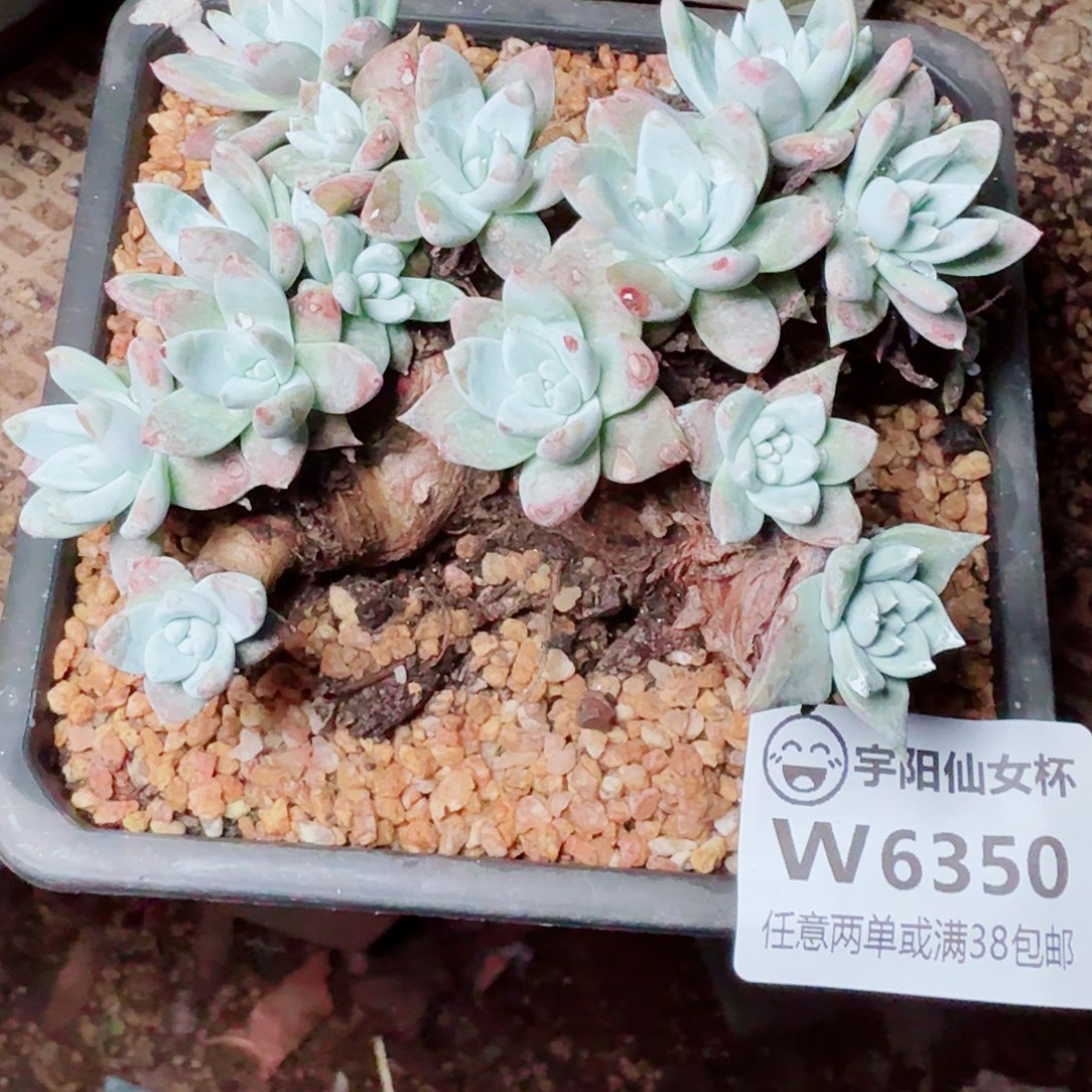 6350苹果叶杂仙女杯