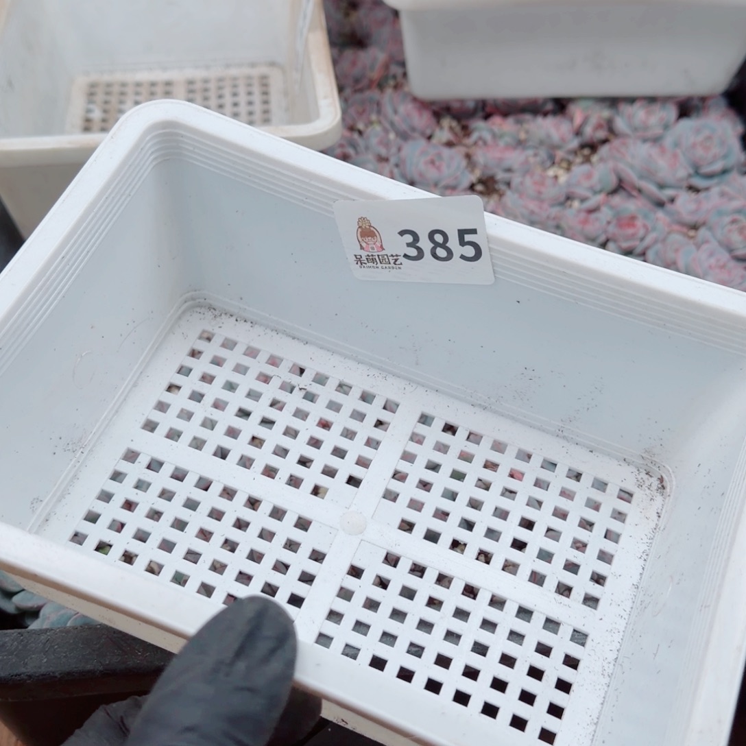 *****多肉植物多肉植物