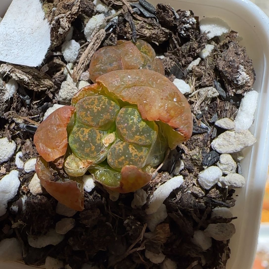 肉锥多肉植物百科2-绒面红勋章1772