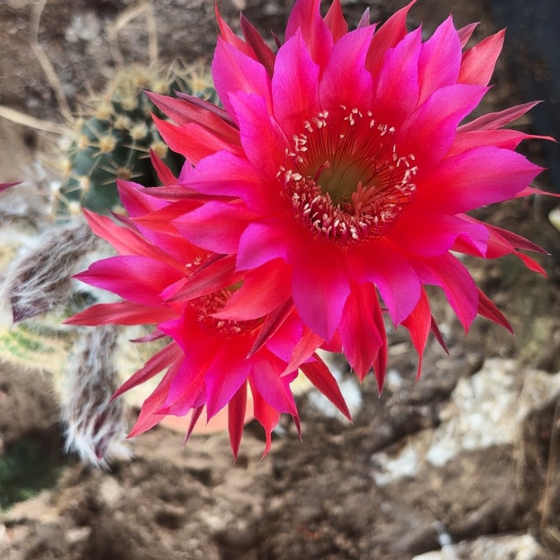 690 实生脱花脱土瑕疵