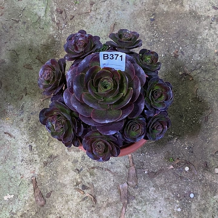 景**人魅金玫瑰多肉371