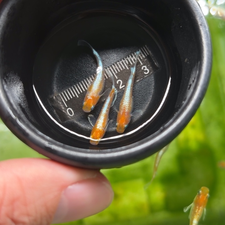 青鳉鱼10 帝王红白1公2母